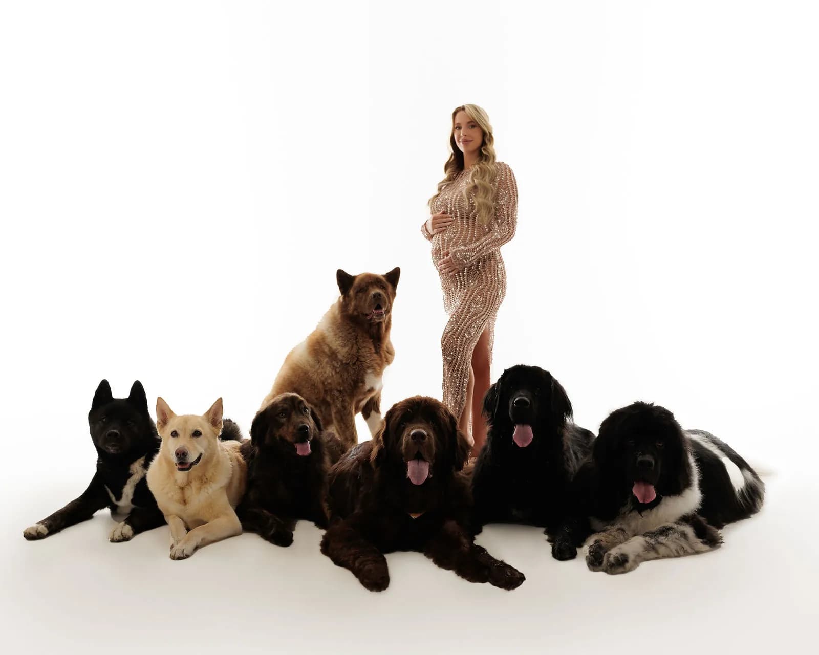 A pregnant woman standing behind seven large dogs on a white background